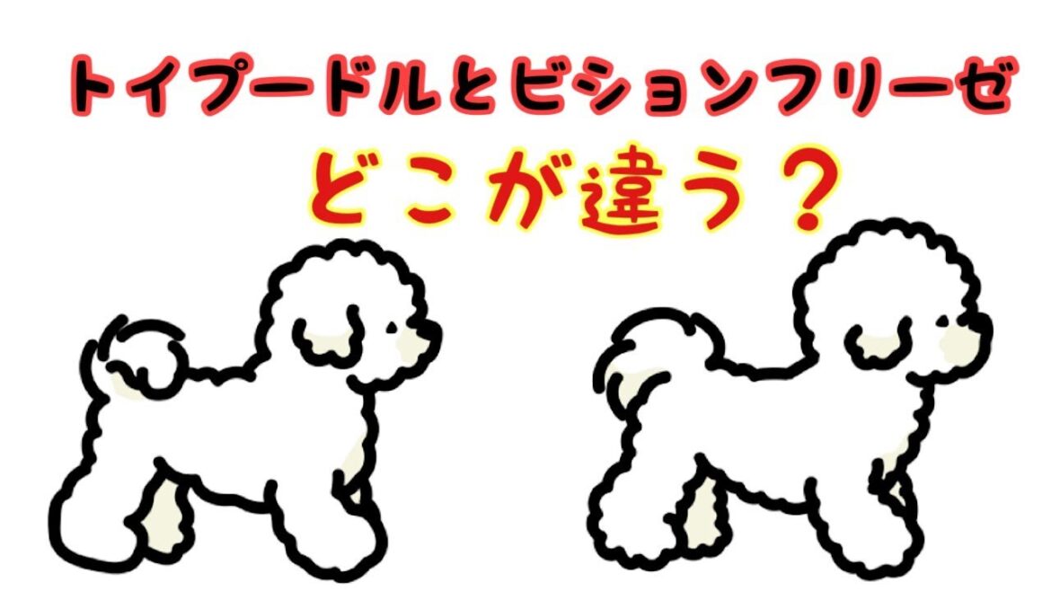 トイプードルとビションフリーゼの違い