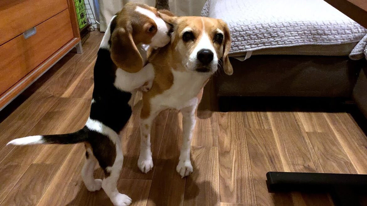 自由な子犬と優しすぎる先住犬【ビーグル多頭飼い】Beagle Puppy