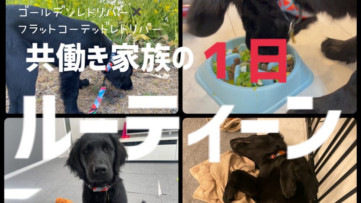 共働きで犬を飼ってる私達のルーティーン【ゴールデンレトリバー✖️フラットコーテッドレトリバー】