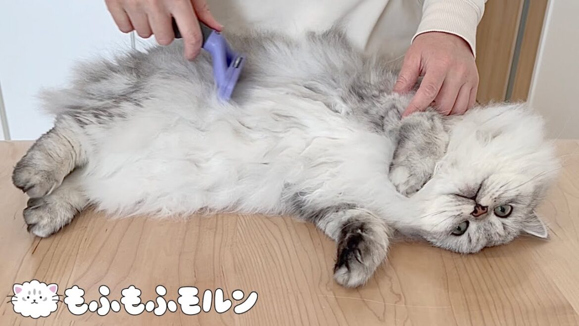 子猫に初めてのファーミネーターを試してみます【サイベリアン】