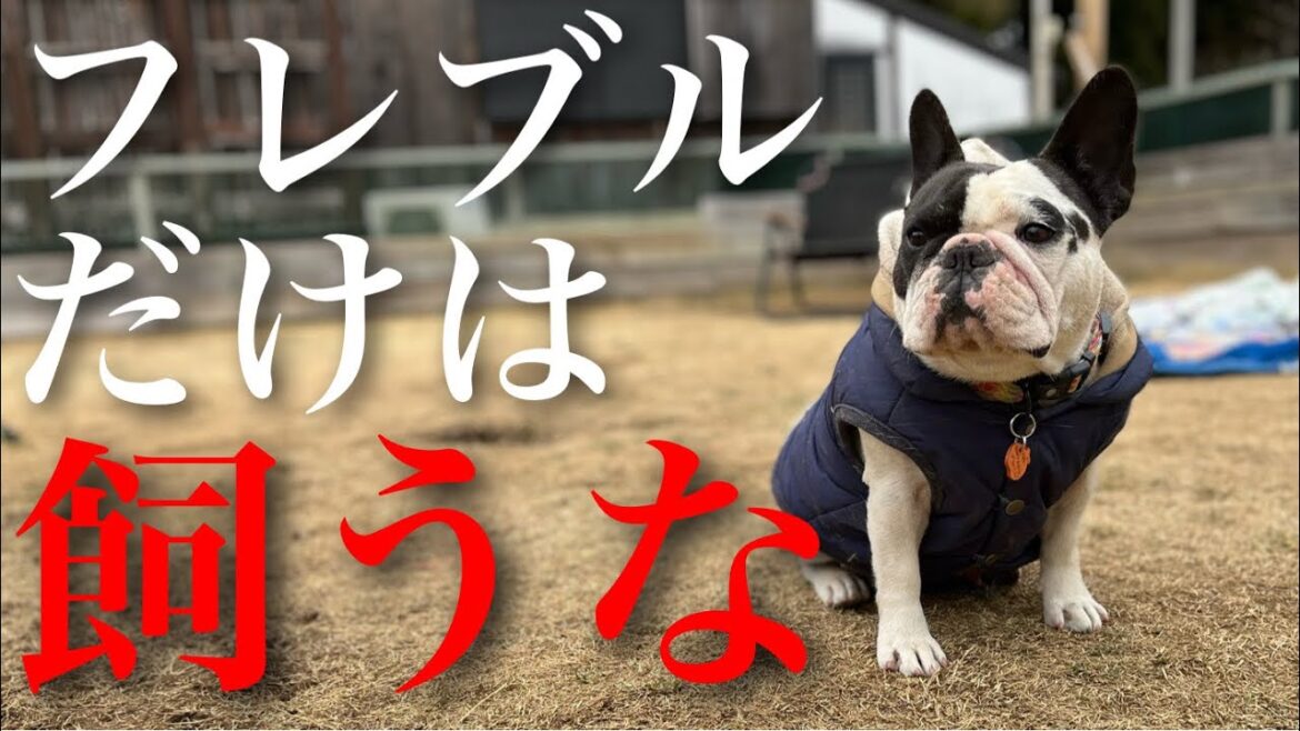 絶対にフレンチブルドッグを飼ってはいけない理由3選