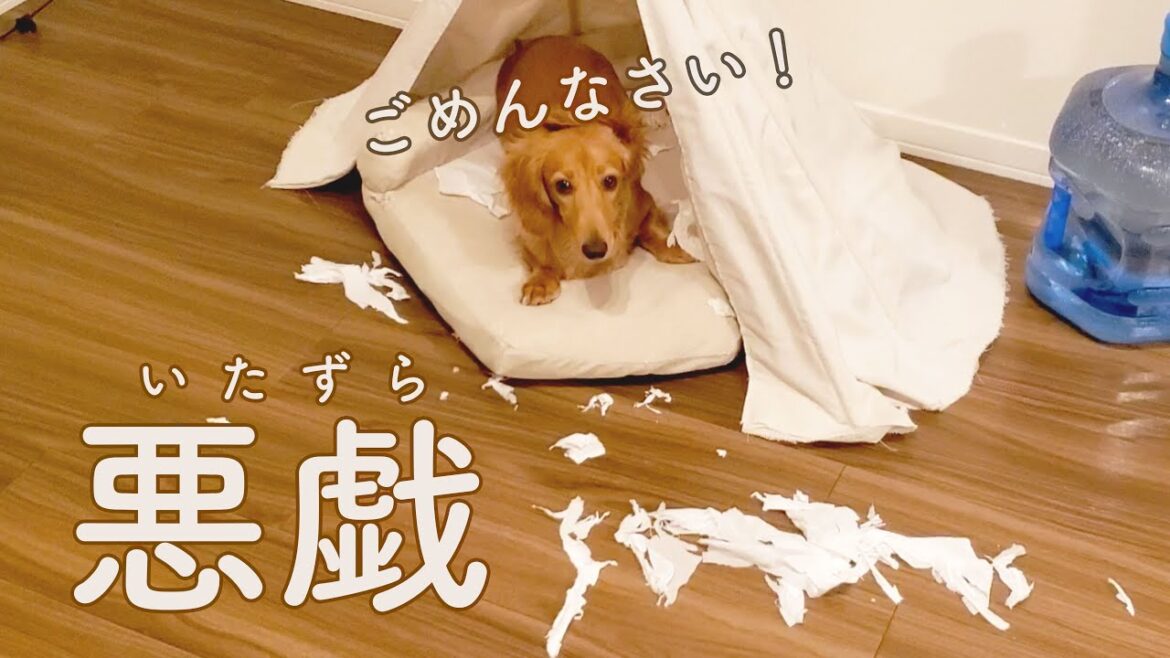 【ミニチュアダックスフンド】ママ激怒！！