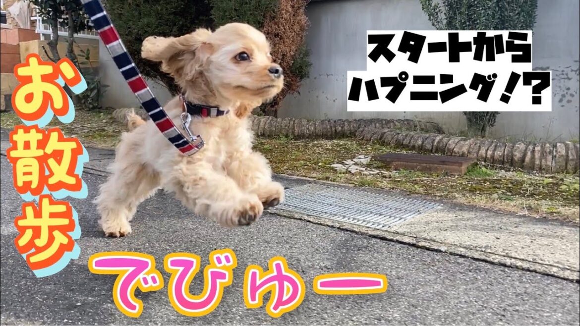 【DJI OM4】お散歩デビューをするアメリカンコッカースパニエルの子犬