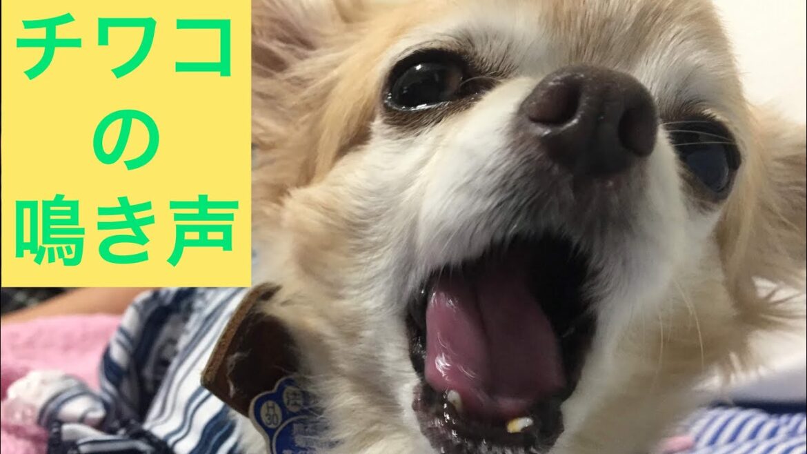 【チワワのチワコ】　ロングコートチワワの鳴き声集　キュンキュン可愛い鳴き声から唸り声まで♪    Long coat chihuahua cry ＃チワワ