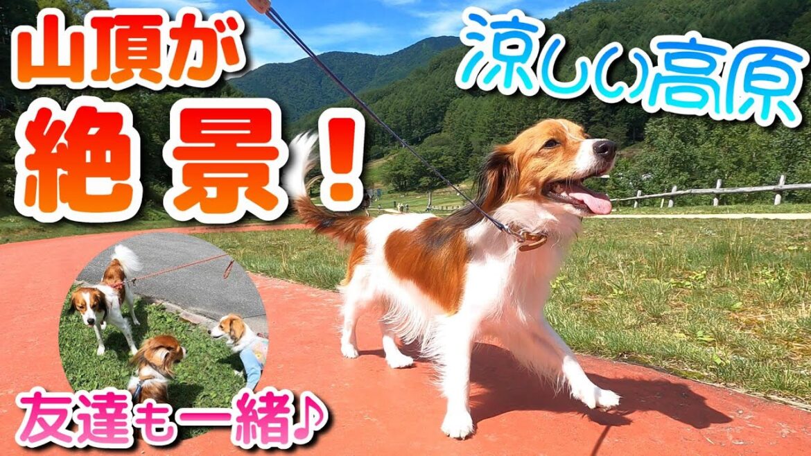 1602mの展望台まで犬もいける絶景スポットが最高だった【富士見台高原】
