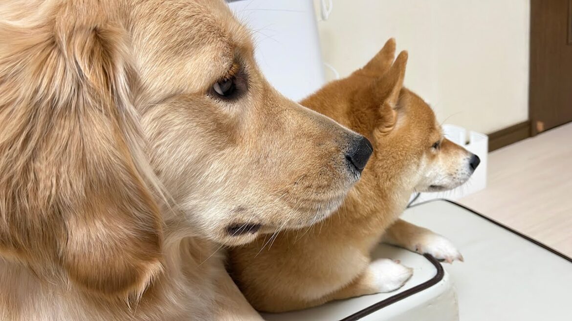 愛犬のじっと見つめる先に何があるのか聞いてみると...