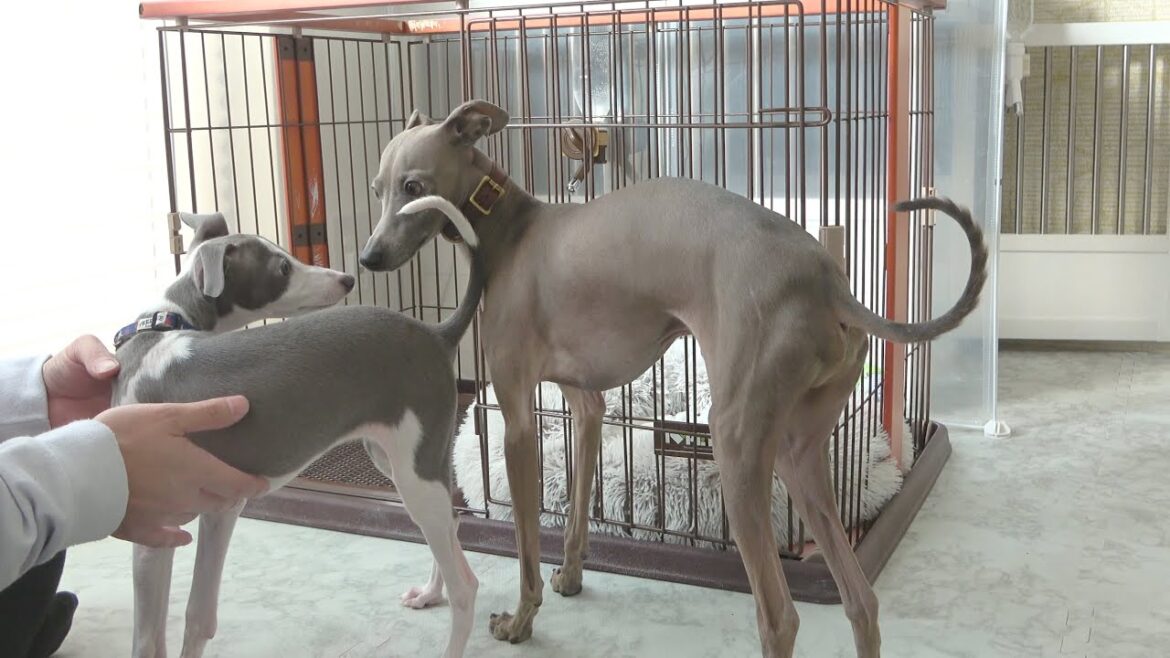 子犬と先住犬の感動的な初対面なはずがwww【イタグレ】