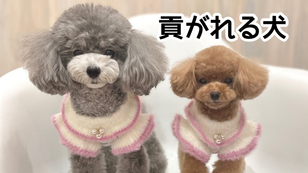 寒くなったので第二の愛犬に貢ぐ！もれなくかわいい【トイプードルのコロン】
