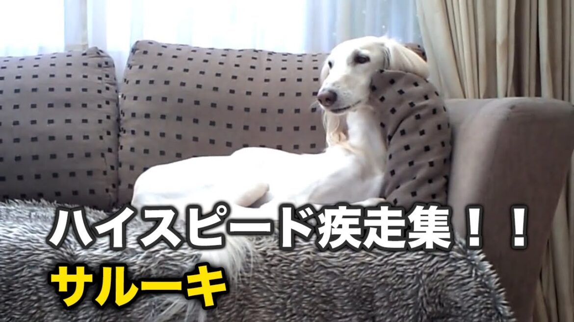 【サルーキ】超かっこ可愛い犬！疾走！滑走！サルーキかわいい集【走る】