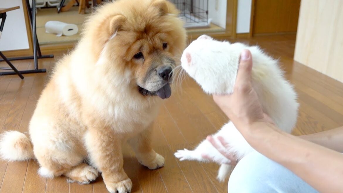 どうしてもフェレットと遊びたいチャウチャウ犬