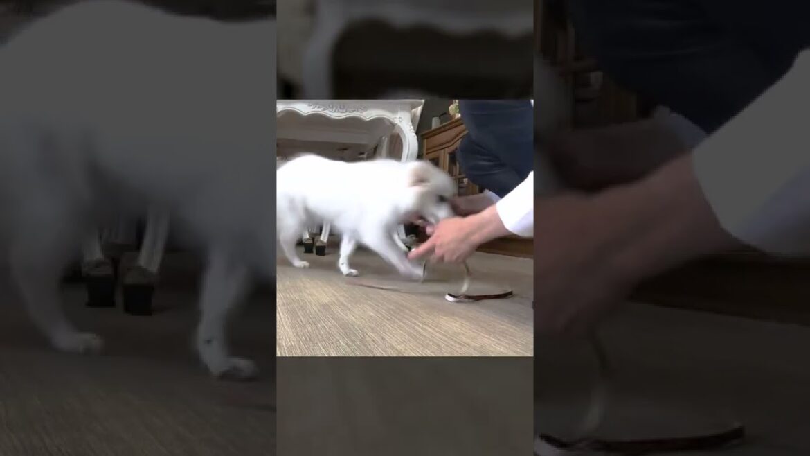 尻尾ブンブンで楽しそうな日本スピッツさんのクレートトレーニング! 尻尾ブンブンで楽しそうな日本スピッツさんのクレートトレーニング!