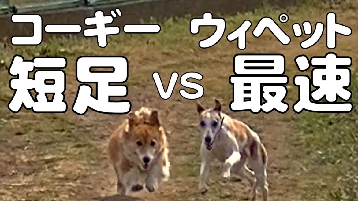 Roku Vs. whippet / 最速の犬種ウィペットと短足なロクさん 20170319 dog コーギー 犬 Nina ニナさん