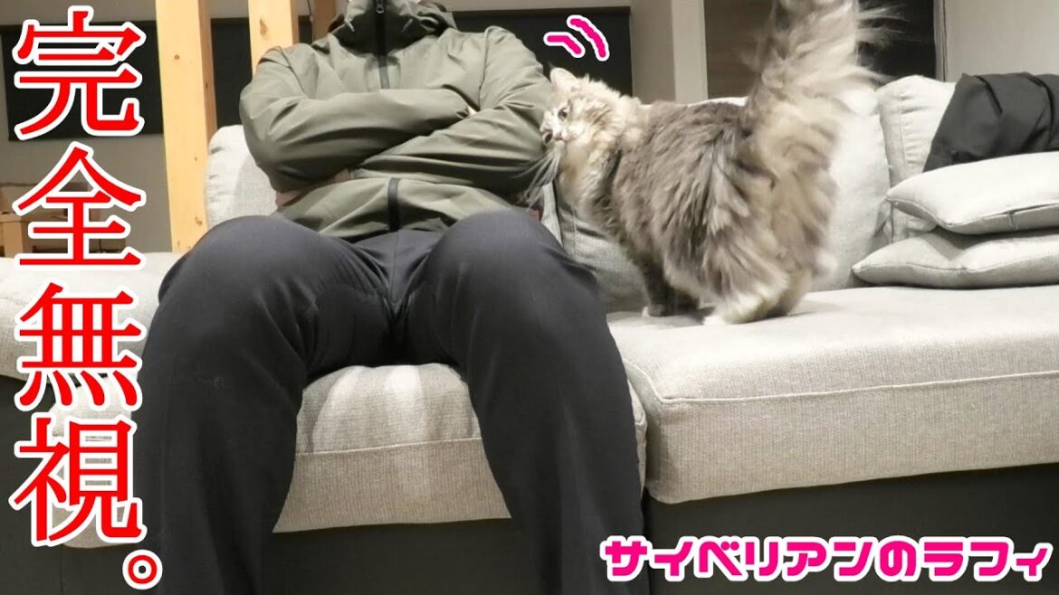 甘えてくる猫を無視し続けるとほぼこうなる【サイベリアンのラフィ#137】