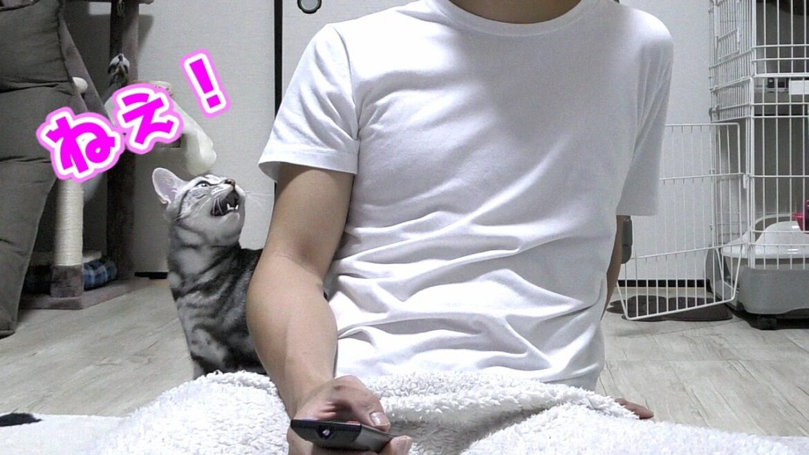 かまって欲しい猫を無視してたら可愛い鳴き声で呼んできました..ｗ