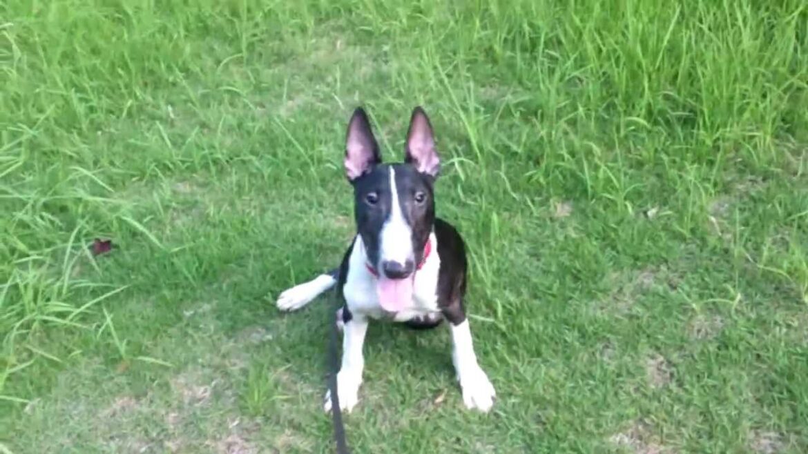 ミニチュアブルテリアの「ぐぅちゃん」 Bull Terrier