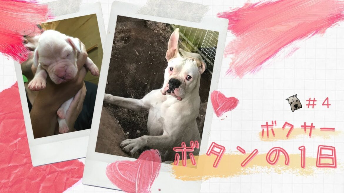 【ボクサー】ボタンのいじられまくりな1日♪