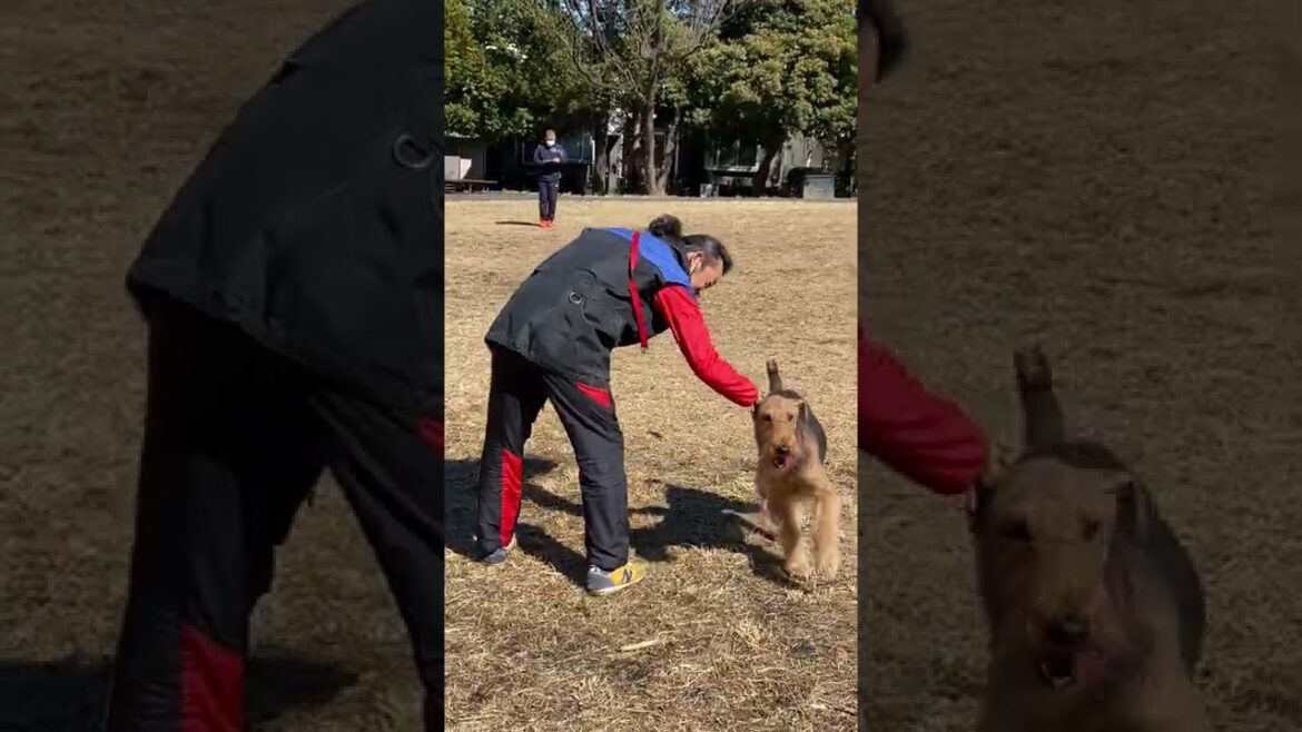 エアデール・あずきちゃん　中等科試験を合格❗️