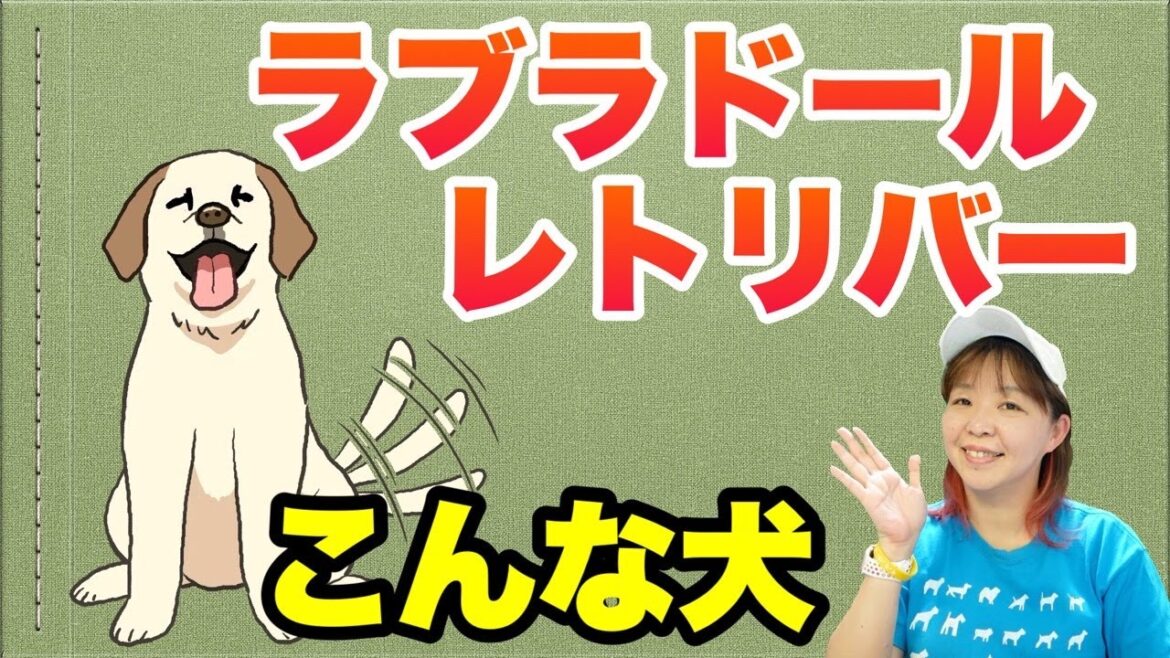 ラブラドールレトリバーってこんな犬！ドッグトレーナの独断と偏見に溢れた解説【犬種解説】