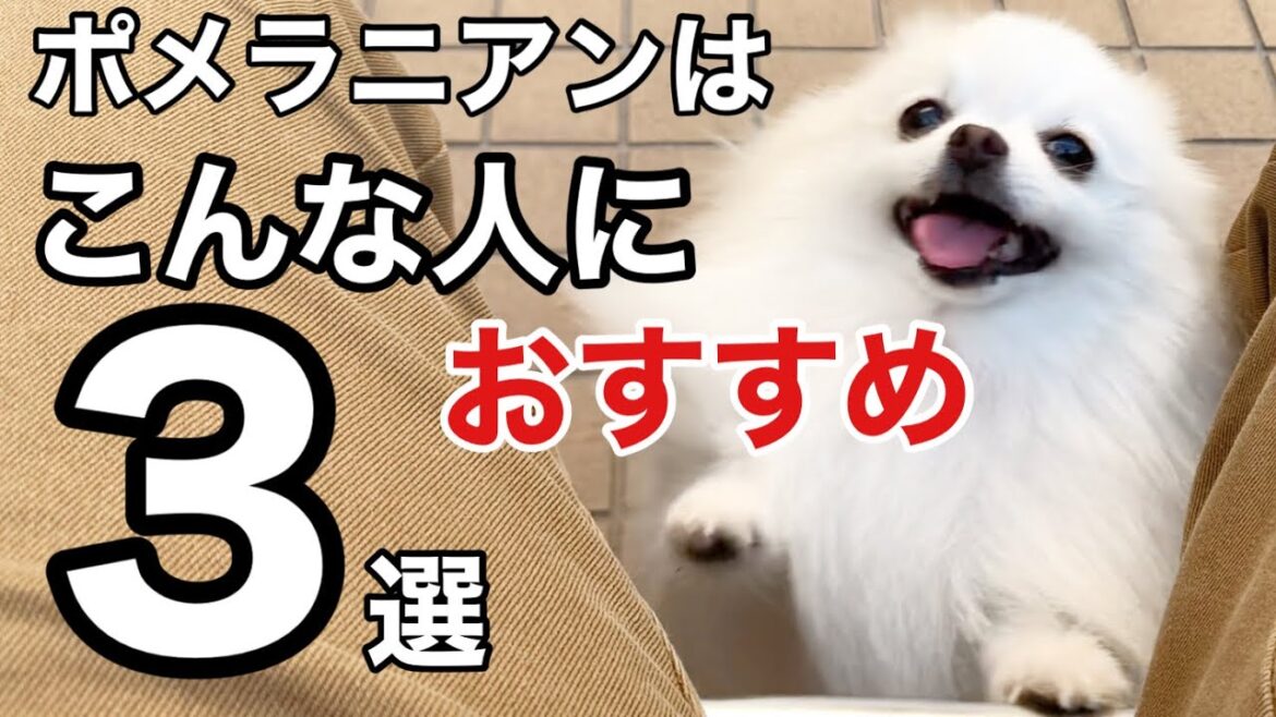 ポメラニアンを飼うにはどのような人が向いているのかベスト３！結局は可愛いんですよね♪