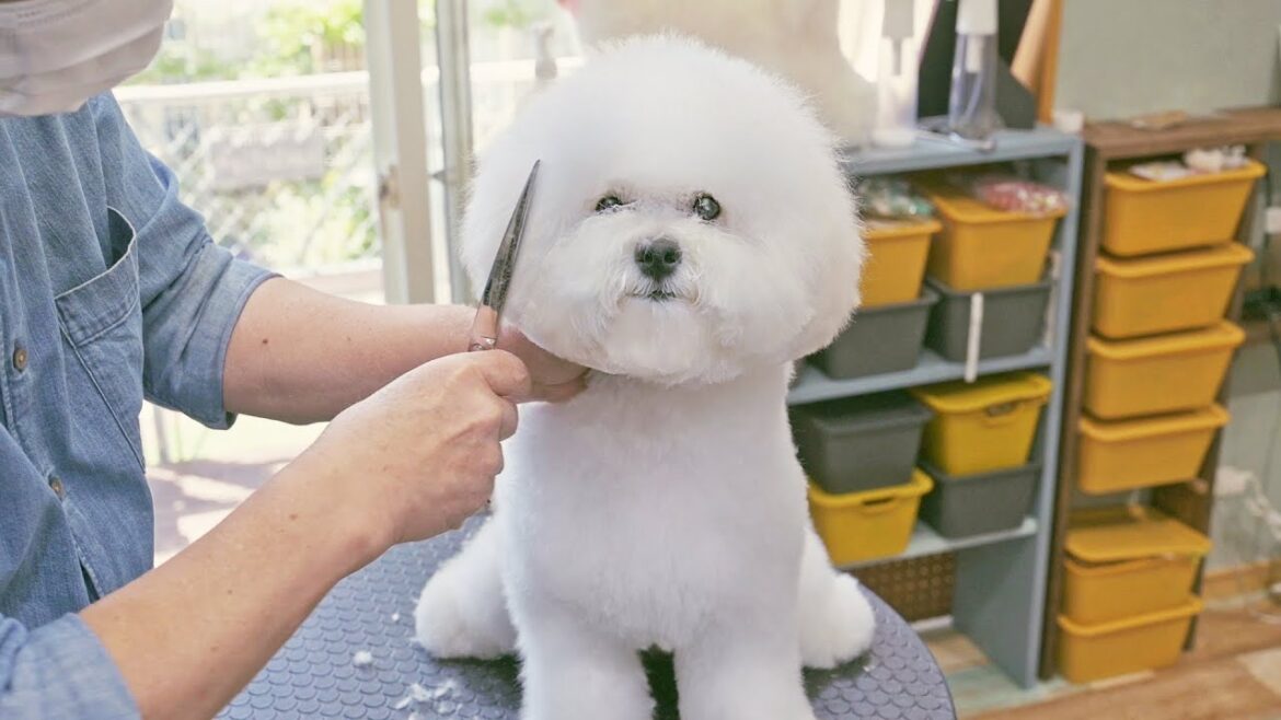 まんまるアフロヘアーが素敵だね！（ビションフリーゼ 子犬 トリミング）