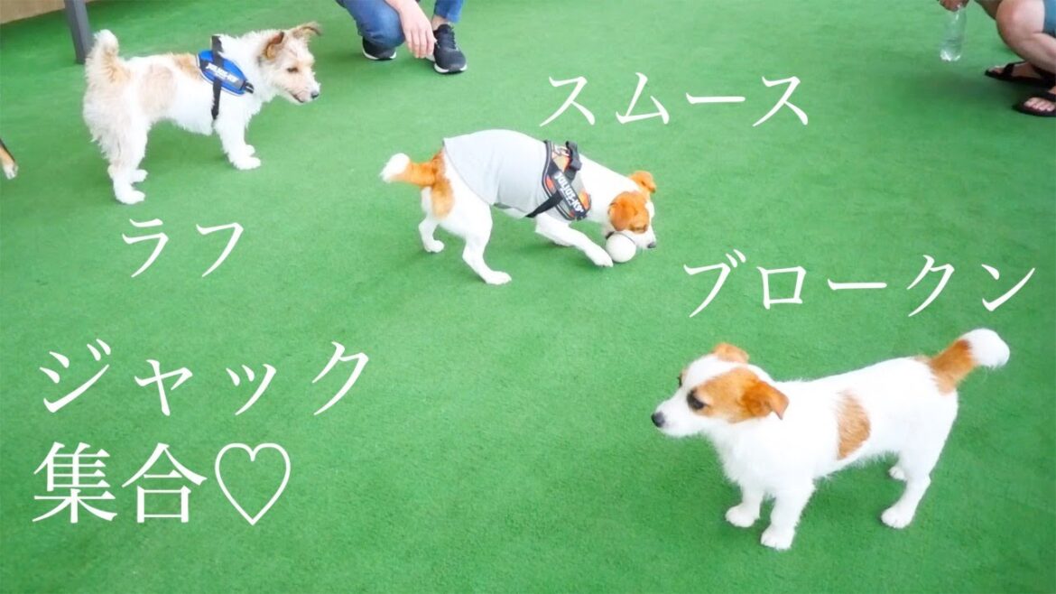 スムース・ブロークン・ラフが偶然集合した日/カフェにもいった/ジャックラッセルテリア/puppy/子犬