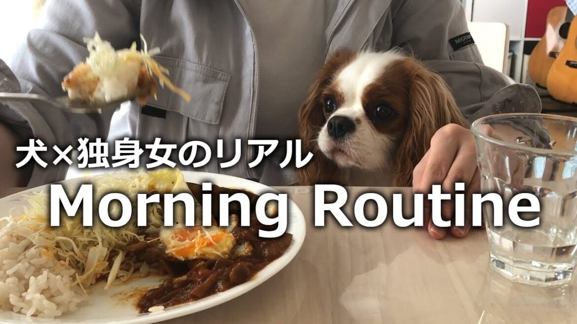 キャバリア犬とズボラ独身女のモーニングルーティン