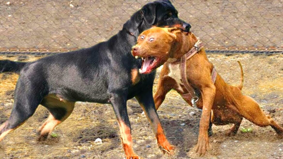 対決!!ピットブルVSロットワイラー!最強の犬種!?【バトル】