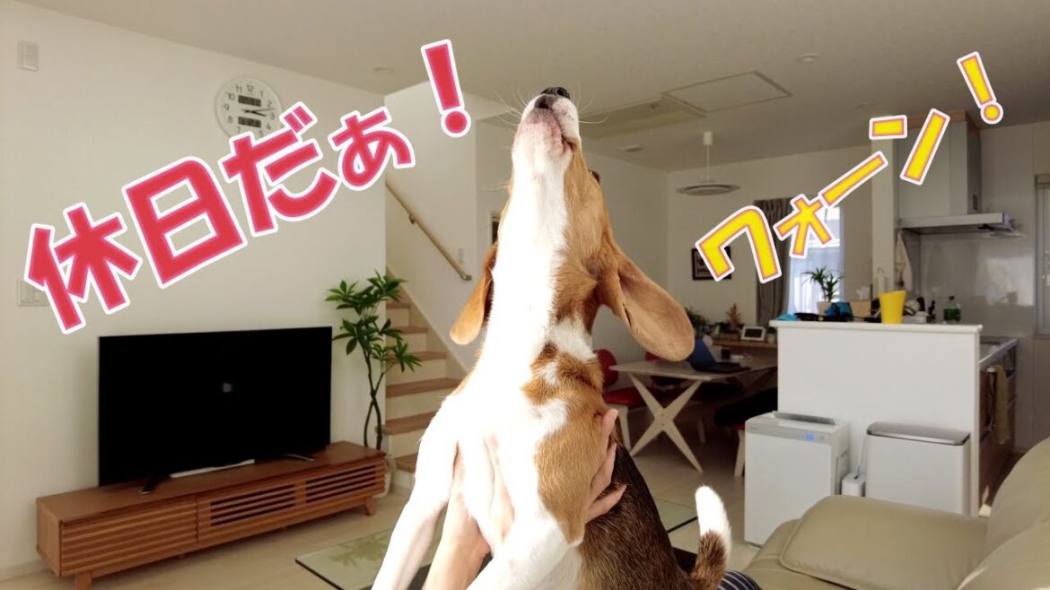 自由なビーグル犬と愉しむ休日のルーティン（ママVer）