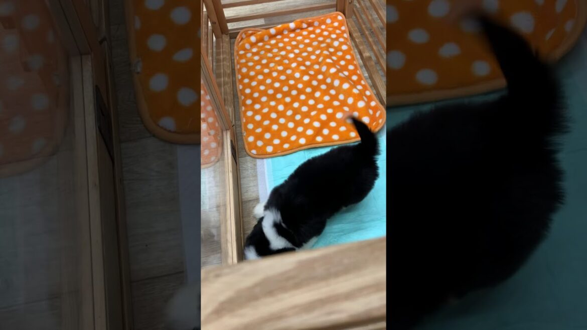 ビアデッドコリーちこりっ子1