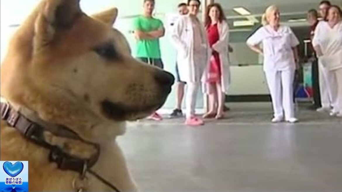 スペインでも秋田犬は忠犬だった！飼い主が入院している病院の前で6日間待ち続けた犬に心打たれる【感動】