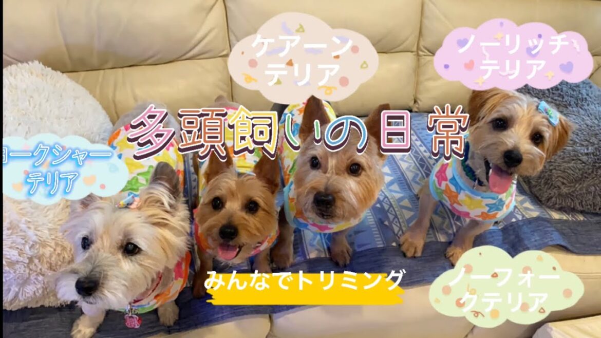 【多頭飼いの日常】トリミング　ヨークシャーテリア　ノーリッチテリア　ケアーンテリア　ノーフォークテリア