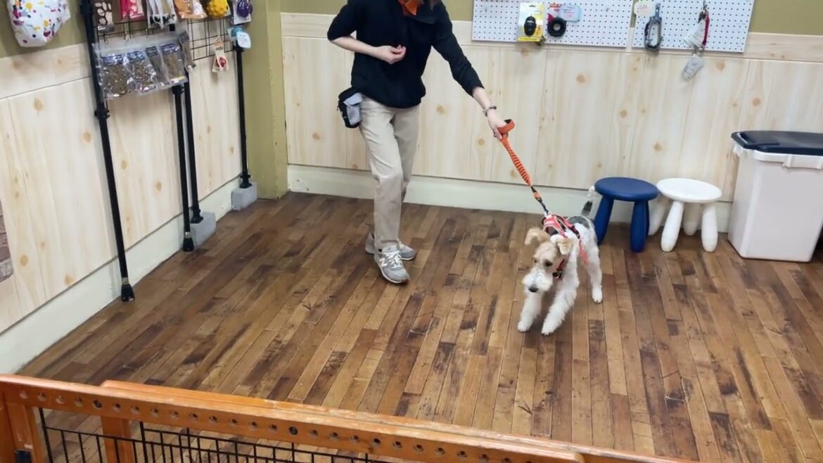 ワイヤーフォックステリアの”ジルくん”と”犬慣れ”の練習！