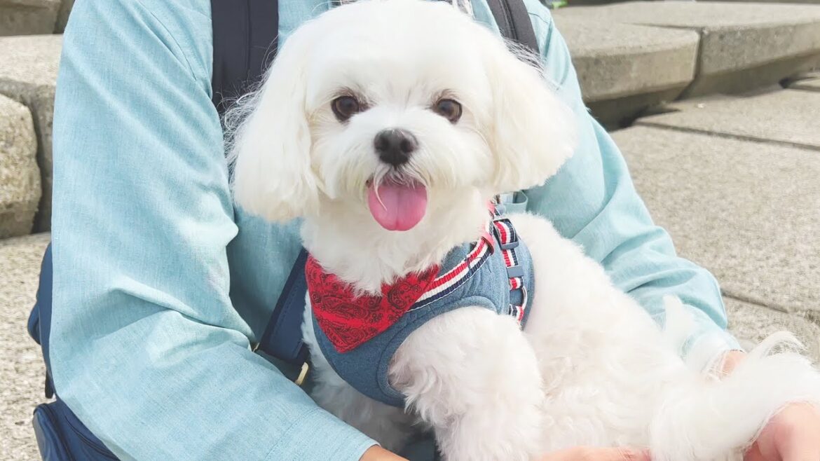 生まれて初めて海を見た犬の反応がこちらです【マルチーズ】