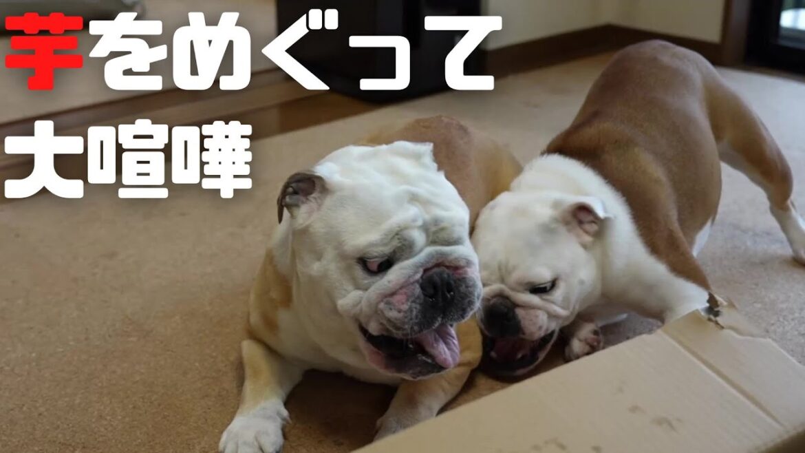 ブルドッグの大喧嘩！バトル開始5秒で素に戻る愛犬が笑えるWWW!