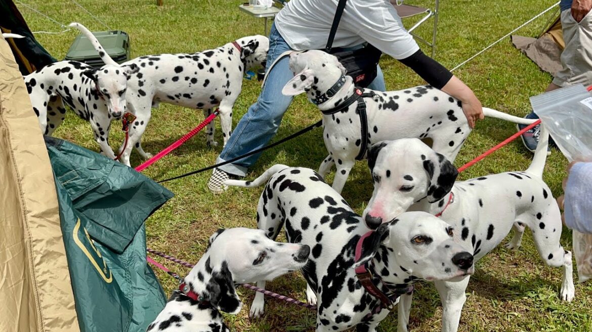 【犬イベント】北海道にいる数少ないダルメシアンが集合した結果