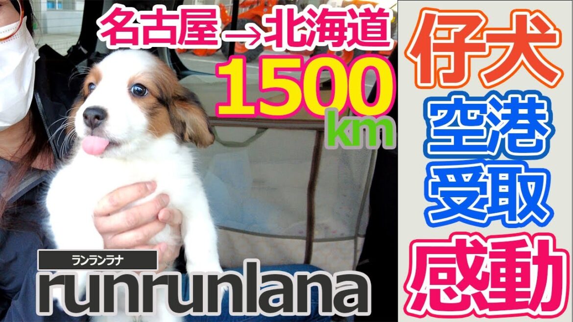 ＃２　名古屋→北海道　仔犬受取・感動号泣　コーイケルホンディエの仔犬は元気だった！ありがとう。