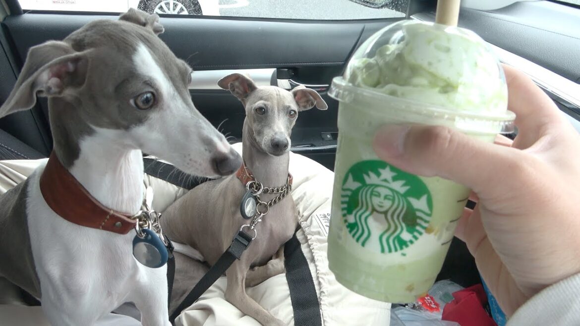 スタバのお姉さんに、おとなしいですね！と言われた犬がコチラwww【イタグレ】