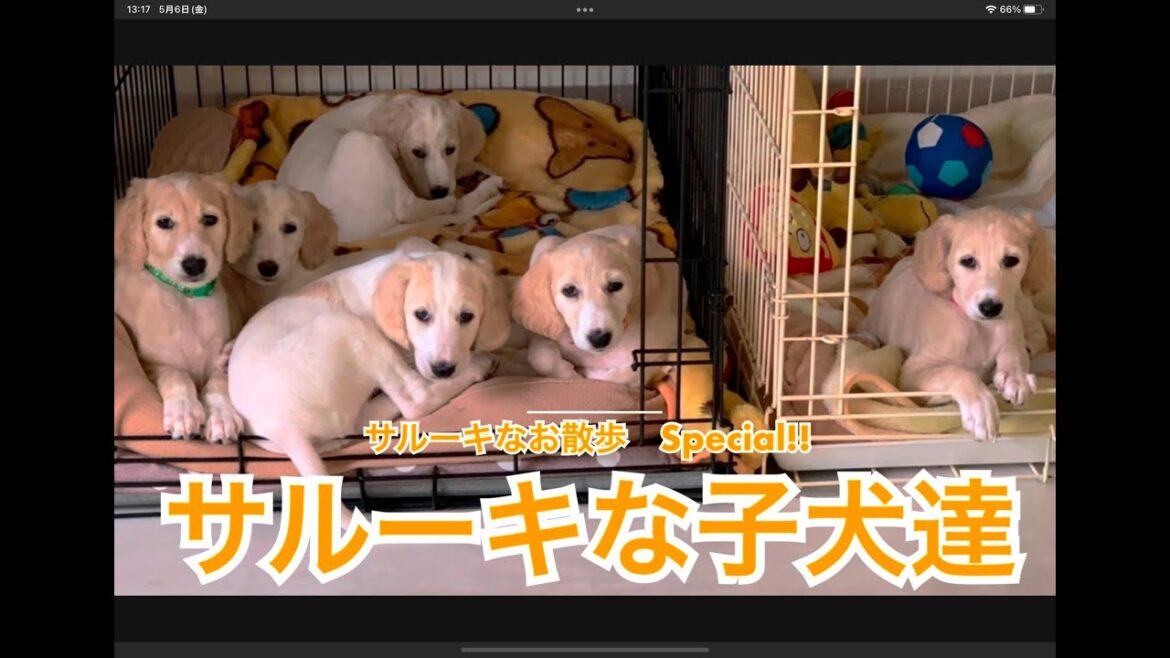サルーキなを散歩　スペシャル❣️　「サルーキな子犬達」