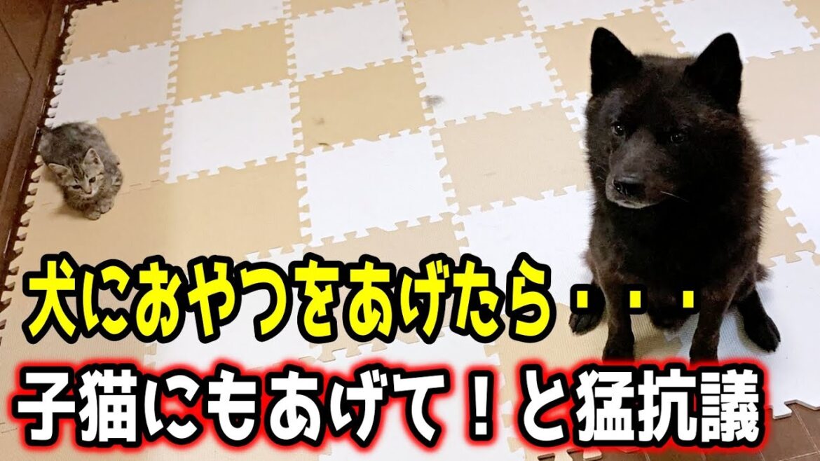 甲斐犬一休、子猫への愛が止まらない