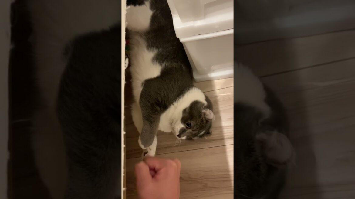 【たぴ】バトルスタイルが無防備すぎる子猫【アメリカンカール】