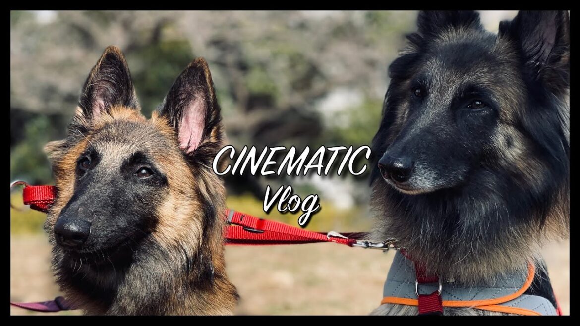 【べルジアンシェパード】タービュレンの親子 リメイク Dog Cinematic【犬vlog】