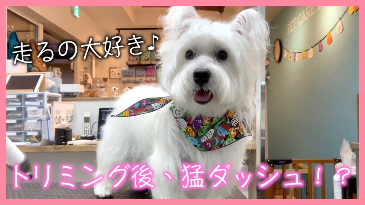 【シャンプー】ウエスト・ハイランド・ホワイト・テリア「シシーちゃん」ご来店♪