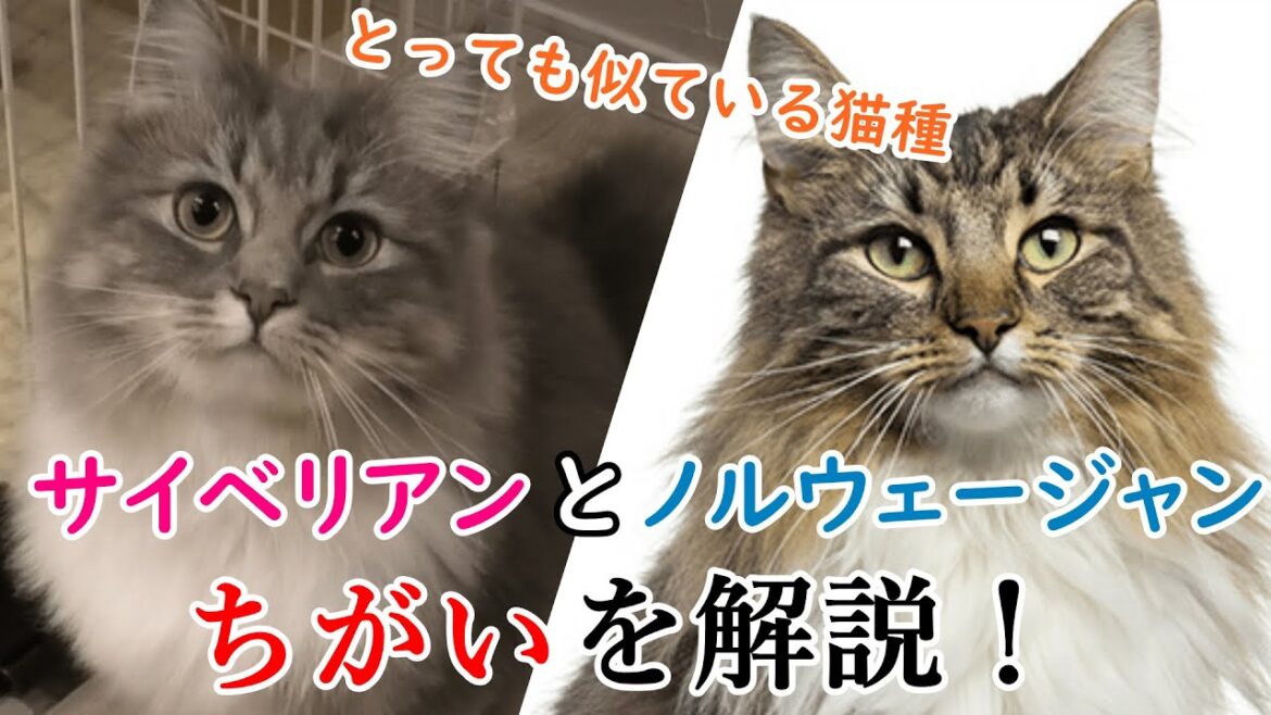 サイベリアンとノルウェージャンの違い、知ってますか？二匹の違いを解説！／difference of the Siberian  and the Norwegian Cat【サイベリアンのラフィ#69】