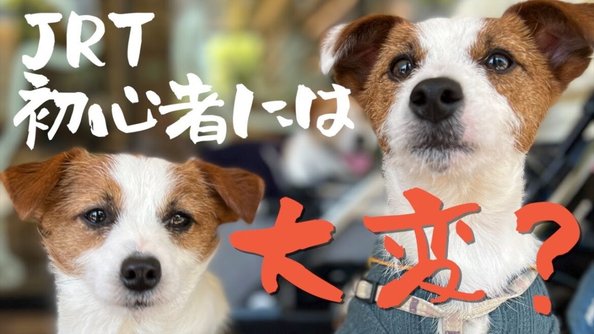 ジャックラッセルテリアは初心者には大変？飼い主さん約500名とブリーダーさんに聞いた！