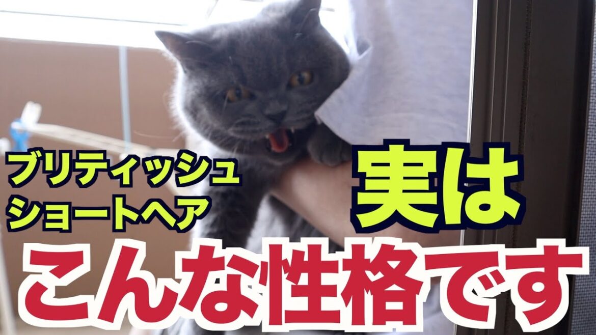 ブリティッシュショートヘア実はこんな性格なんです