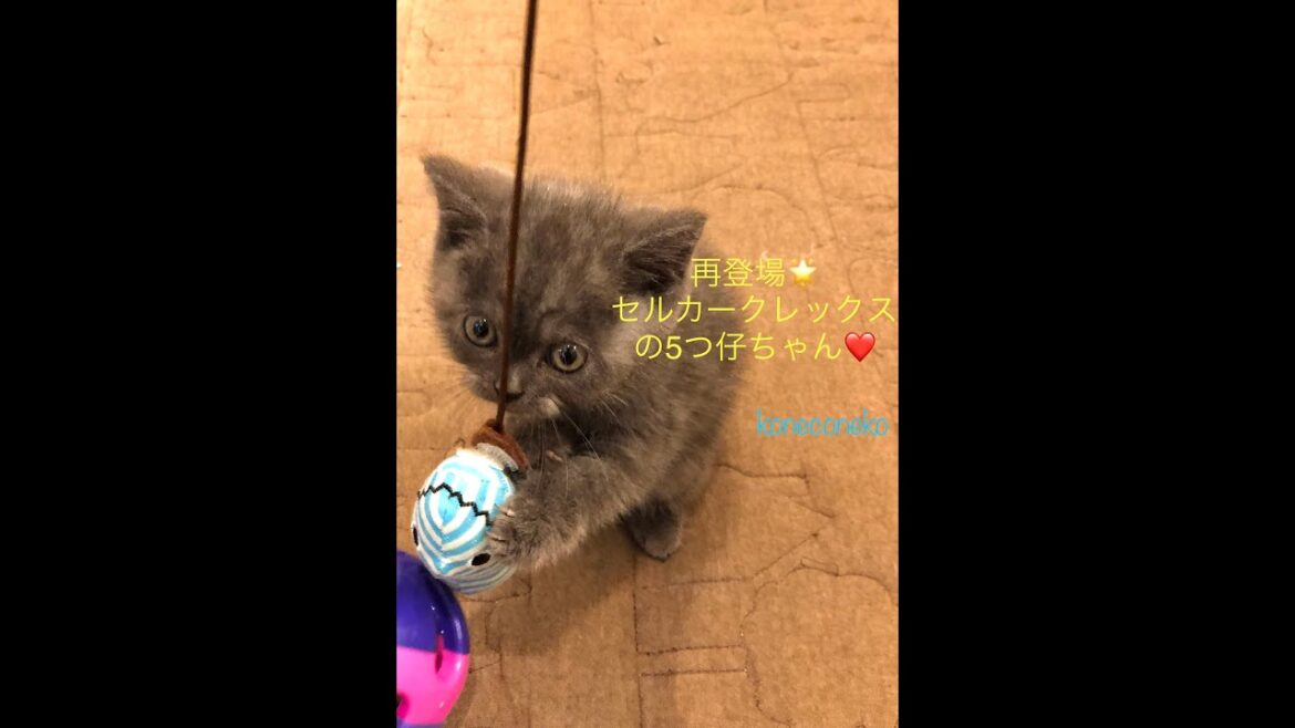 【セルカークレックス　子猫】5つ仔ちゃんの成長日記🐱❤️