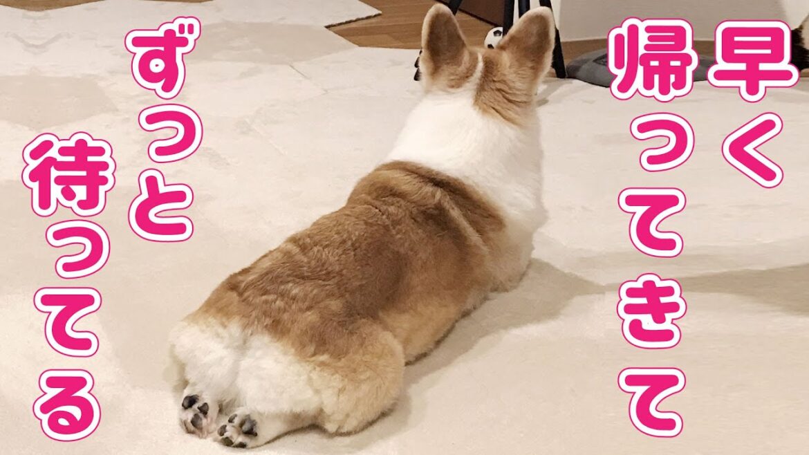飼い主の帰宅を待つ忠犬コーギー