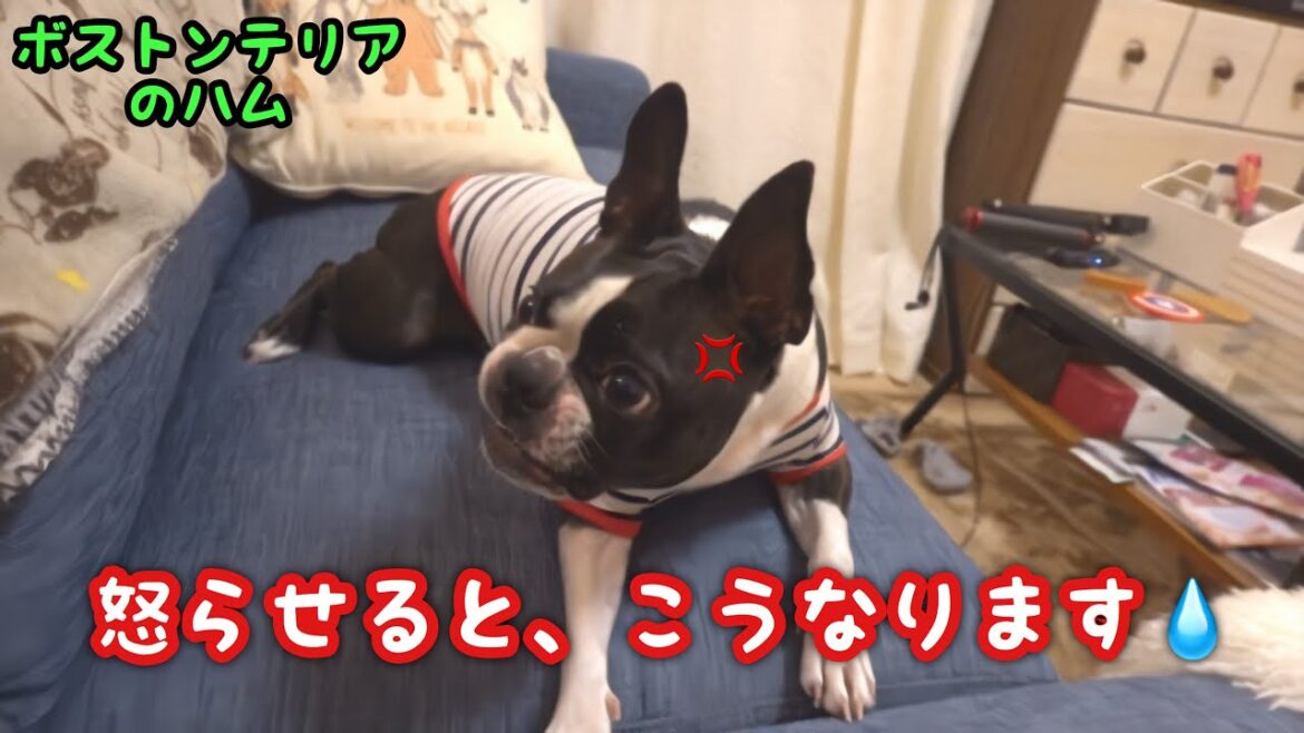 ボストンテリアを怒らせるとこうなります