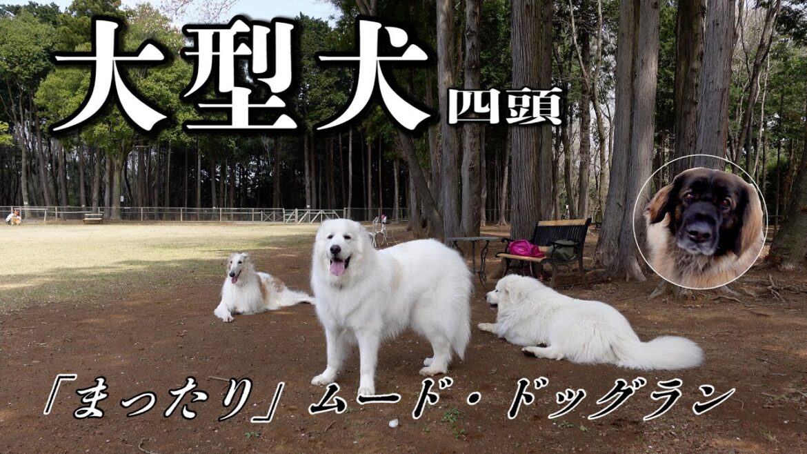 大型犬：ボルゾイ・グレートピレニーズ・レオンベルガー  かすみがうらドッグ＆MTBパーク [4K]
