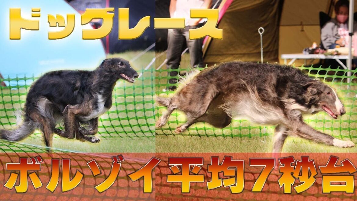 ドッグレース100ｍ最速犬決定戦！ボルゾイが速すぎた【後編】